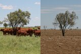 Healthy cattle and good pasture at Eversleigh Station in 2012, and a bare, drought-affected paddock  in 2015.