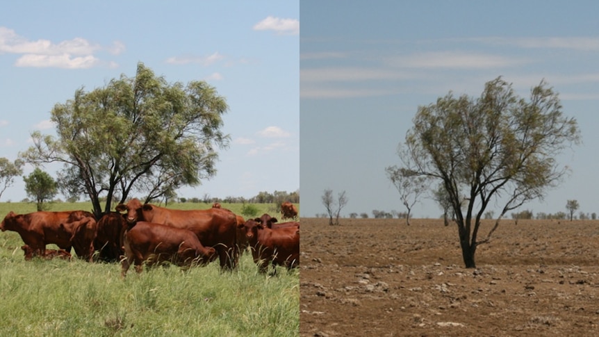 Healthy cattle and good pasture at Eversleigh Station in 2012, and a bare, drought-affected paddock  in 2015.