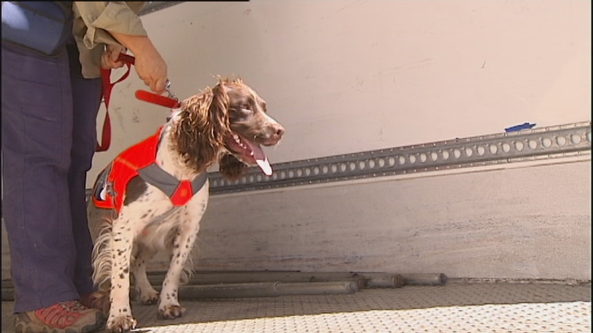 A new sniffer dog is the WA Government's latest control measure to stop the spread of cane toads