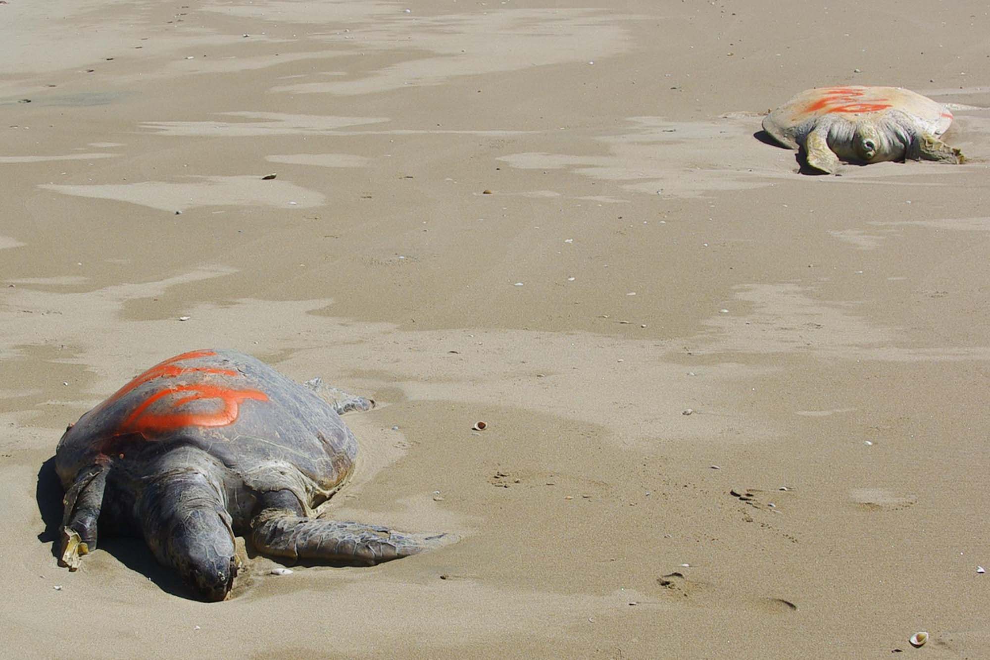 Scientists worried by mass turtle death - ABC News