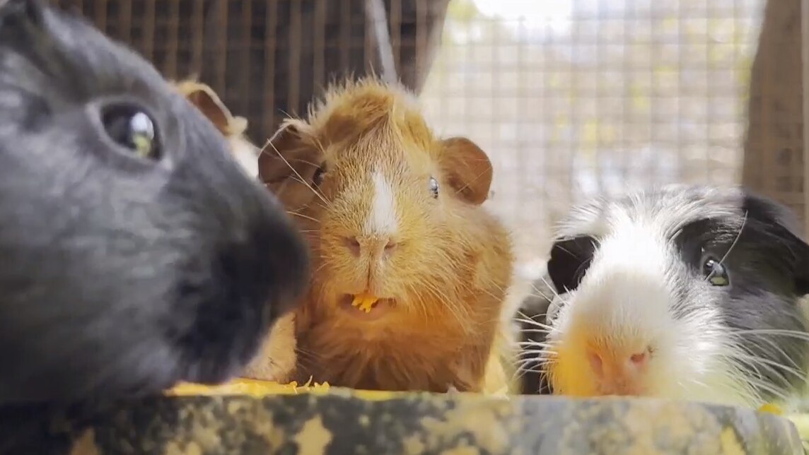 Three guinea pigs look at the camera, one is eating a mouthful of pumpkin.