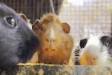 Three guinea pigs look at the camera, one is eating a mouthful of pumpkin.