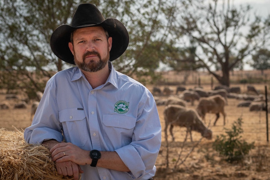 A man wears a blue striped shirt, dark rimmed hat, beard, standing in a paddock with sheep in the background.