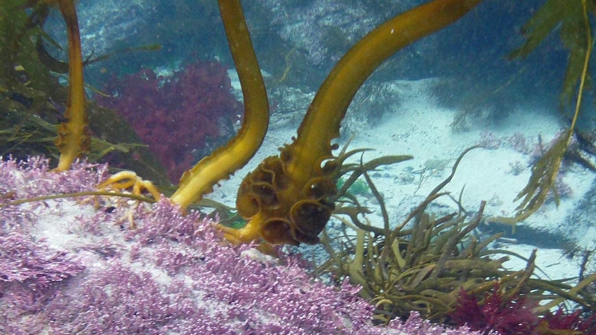 Mekabu seaweed growing in Tasmania