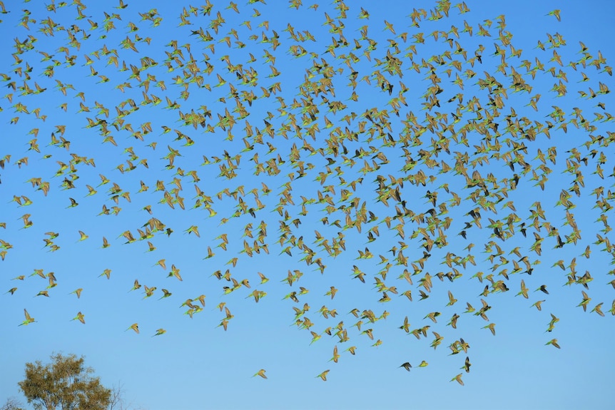 thousands of budgies flying with their green wings facing the camera with bright blue sky.