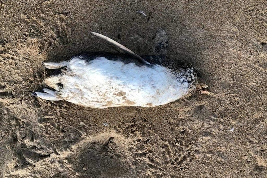 A small Little Penguin without a head lying on the sand.