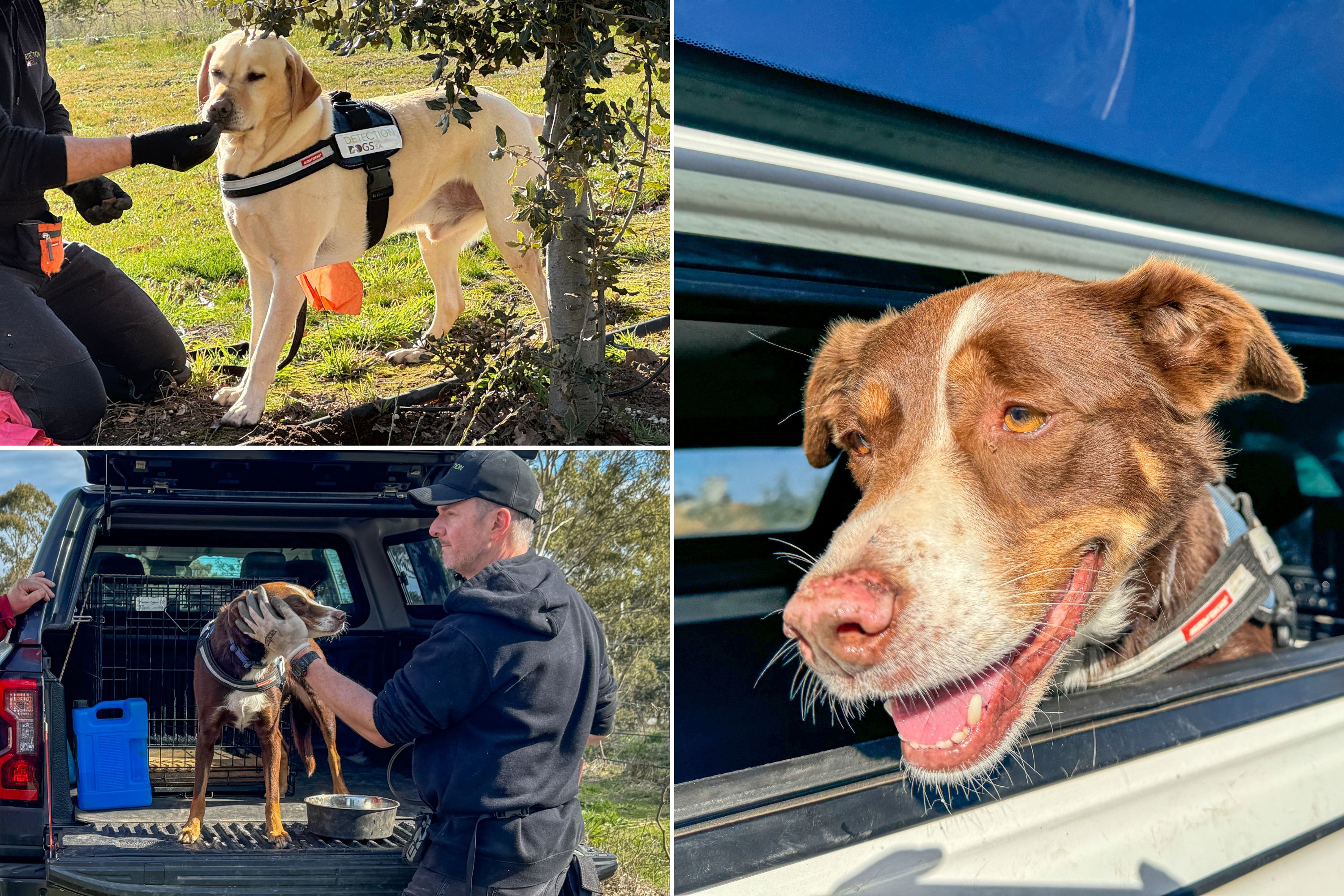 A collage of three dogs used to identify truffles