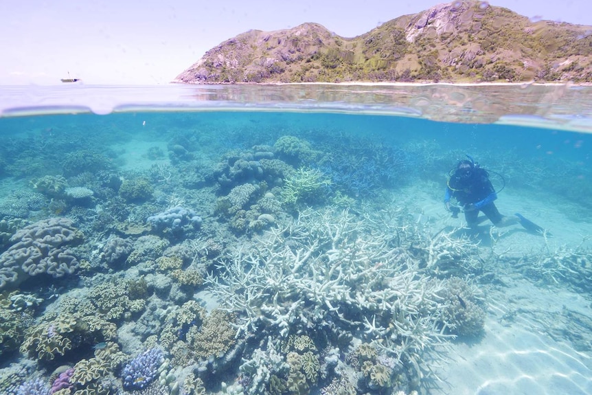 Researchers on Lizard Island said weather conditions had created the "perfect storm" for coral bleaching.