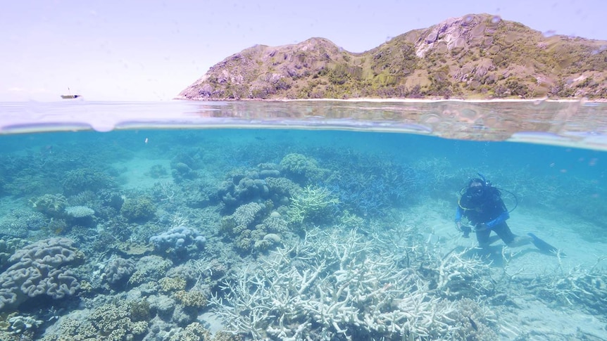 Researchers on Lizard Island said weather conditions had created the "perfect storm" for coral bleaching.