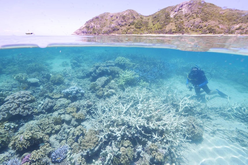 Coral bleaching on Lizard Island