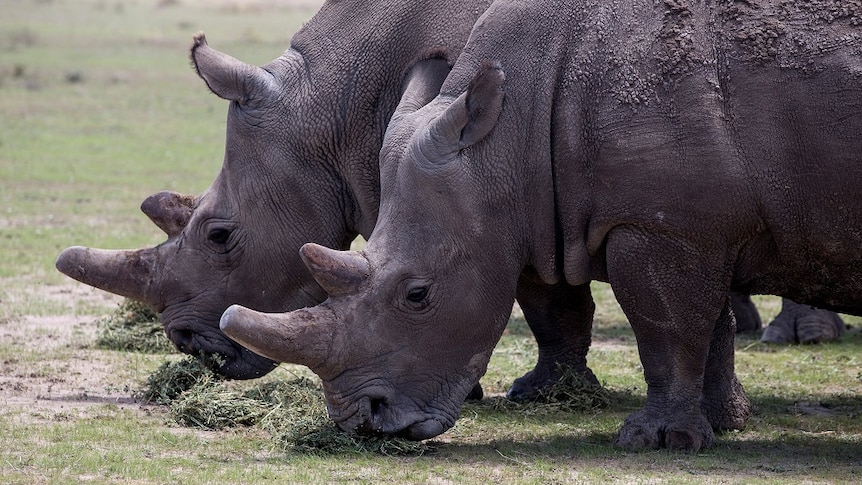 Two rhinos graze on grass.