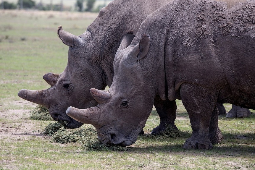 Two rhinos graze on grass.