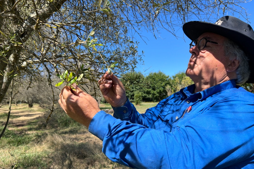 A grey-haired man in a blue shirt and wide-brimmed hat inspects olive tree leaves for insect eggs.