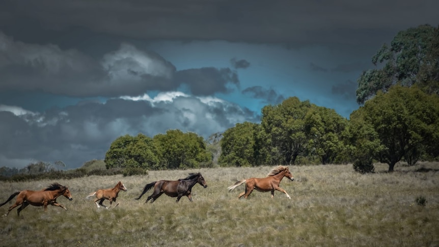 Wild horses run across paddock