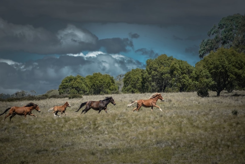 Wild horses run across paddock