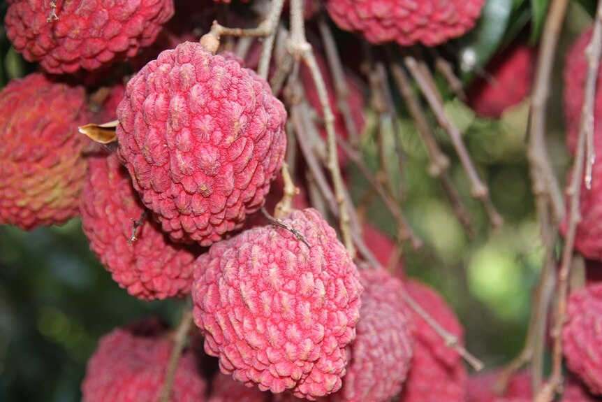 A close up of red lychees hanging from a branch.