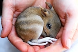 A tiny barred bandicoot is held in the palm of a person's hands.