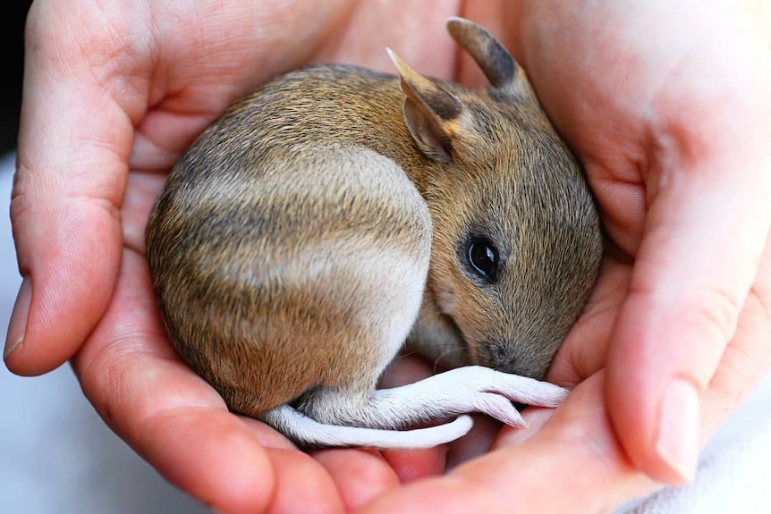 A tiny barred bandicoot is held in the palm of a person's hands.