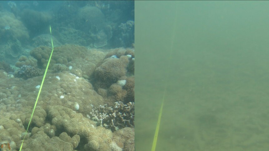A composite picture showing a healthy Great Barrier Reef on the left in 2014 and a murky muddy reef on the right in 2017.