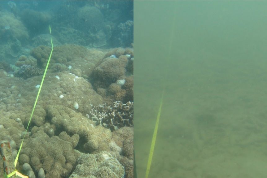 A composite picture showing a healthy Great Barrier Reef on the left in 2014 and a murky muddy reef on the right in 2017.