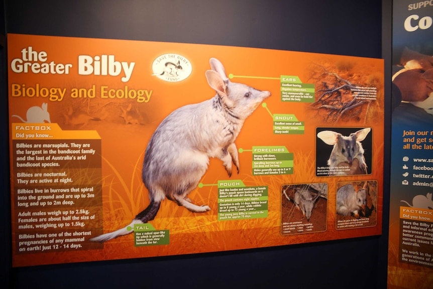 An information wall about the endangered native Australian marsupial the bilby.