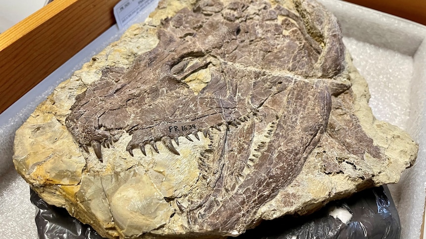 A skull of the large early tetrapod Whatcheeria is seen with its many sharp teeth