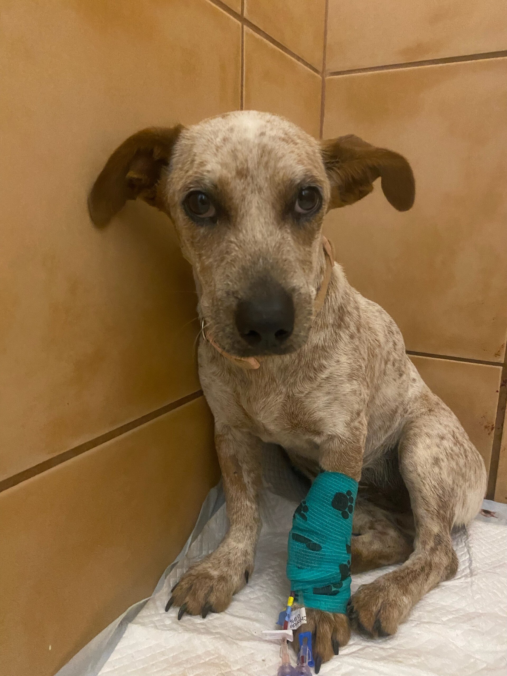 A small ginger and white spotted dog with droopy ears and a drip in its foot.