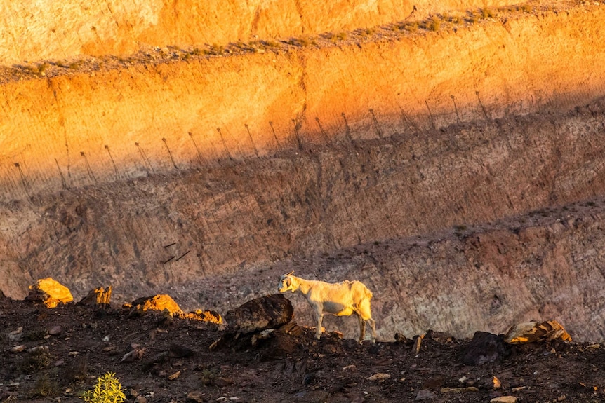 a white goat roaming around the open cut mine at sunset. 
