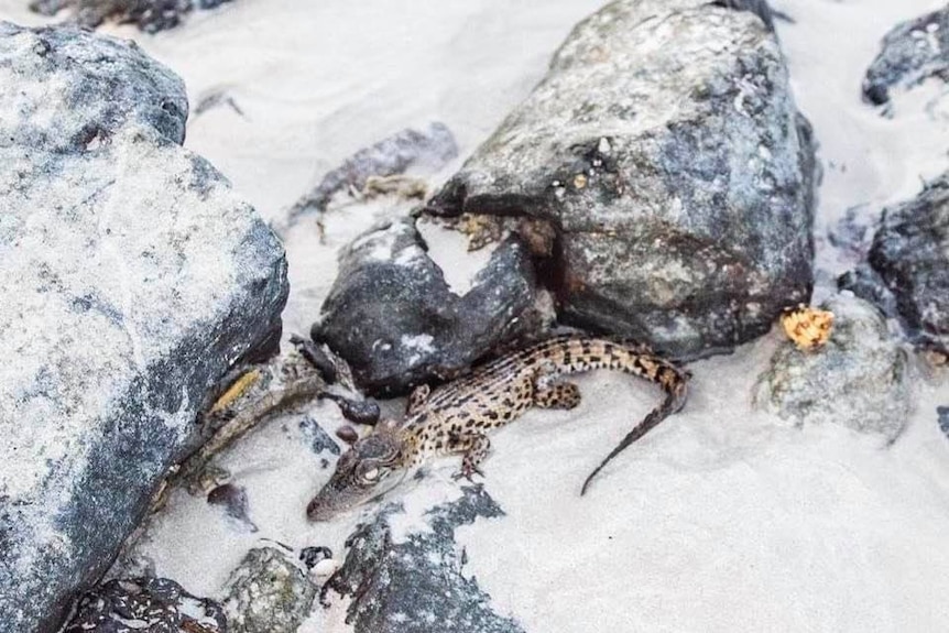 A small crocodile hides besides a grey rock on a damp beach