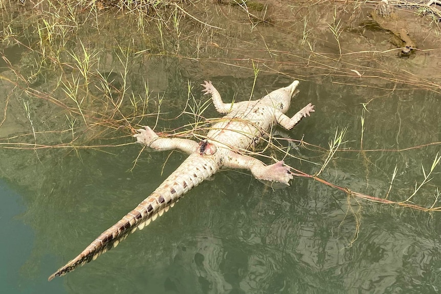 Freshwater crocodile found dead