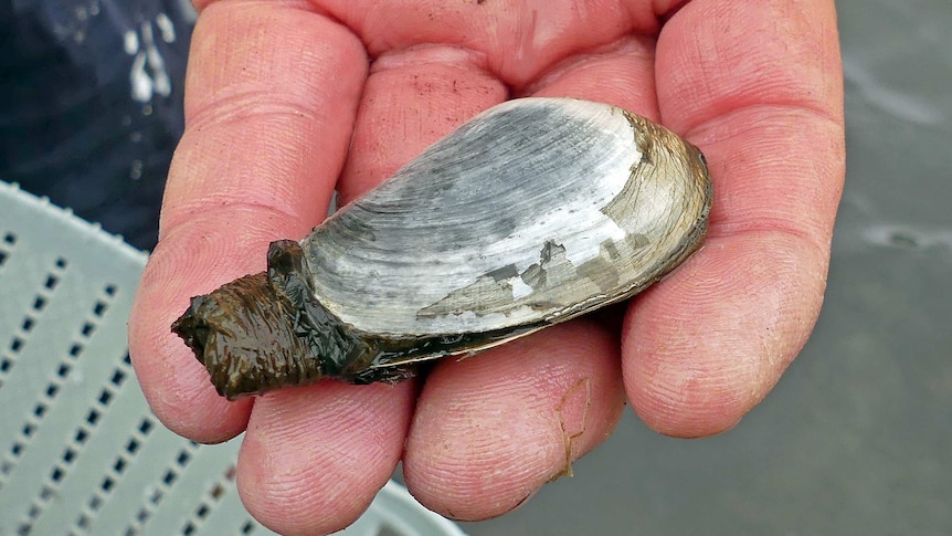 An introduced soft-shelled clam is held in a hand.