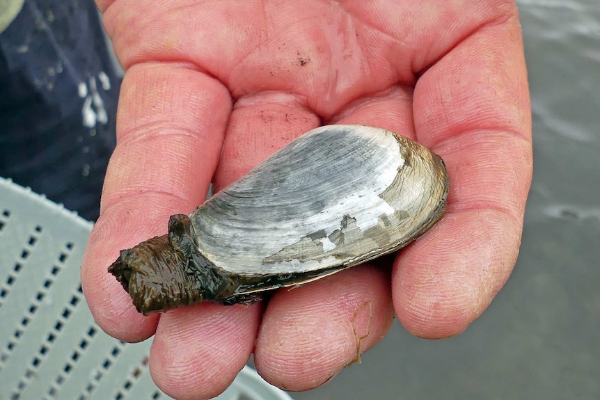 An introduced soft-shelled clam is held in a hand.