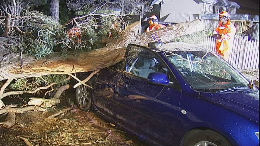 Strong winds bring down trees onto cars.