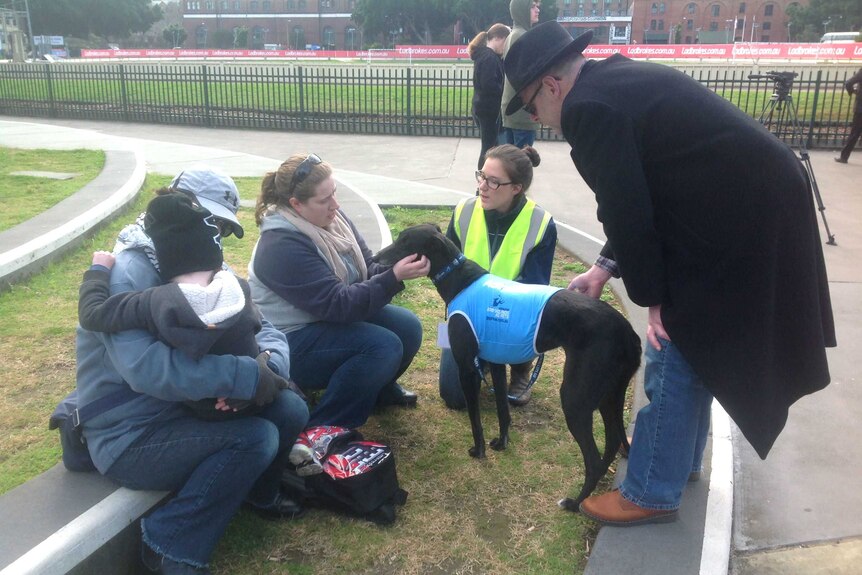 A woman is patting a greyhound who was introduced to her at Wentworth Park.