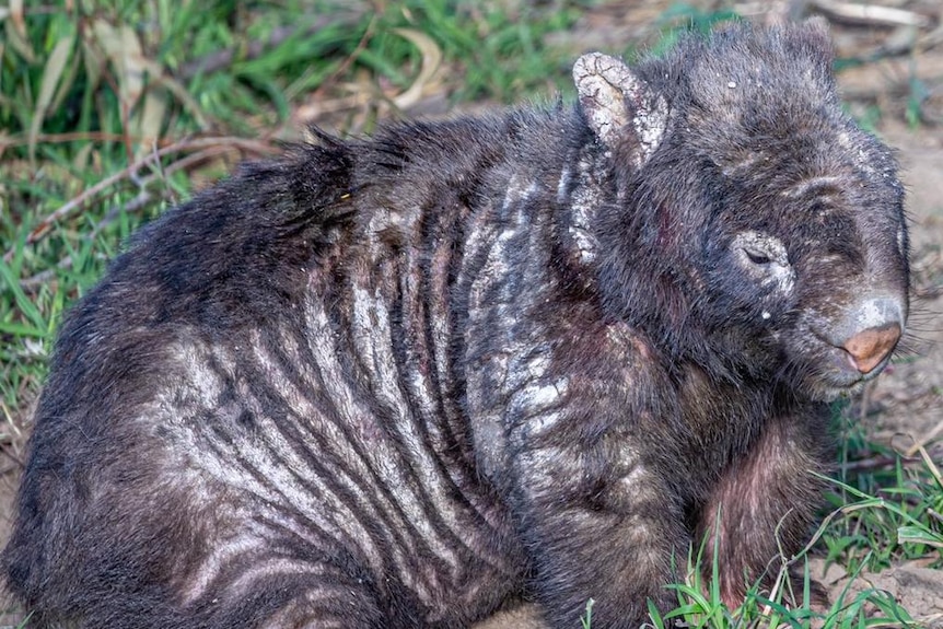 A wombat with mange.