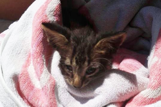 Kitten rescued and adopted by Italian coast guard