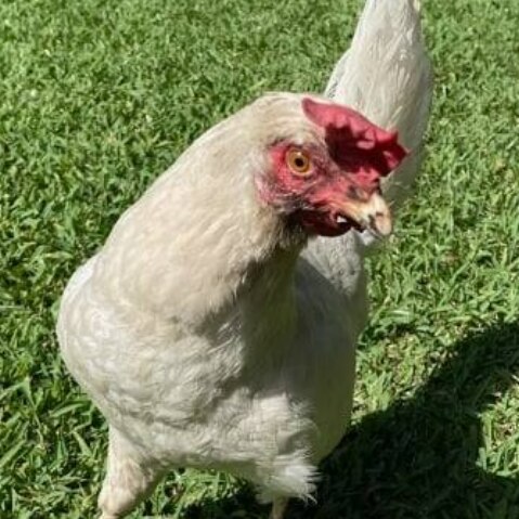 A white chicken on green grass.