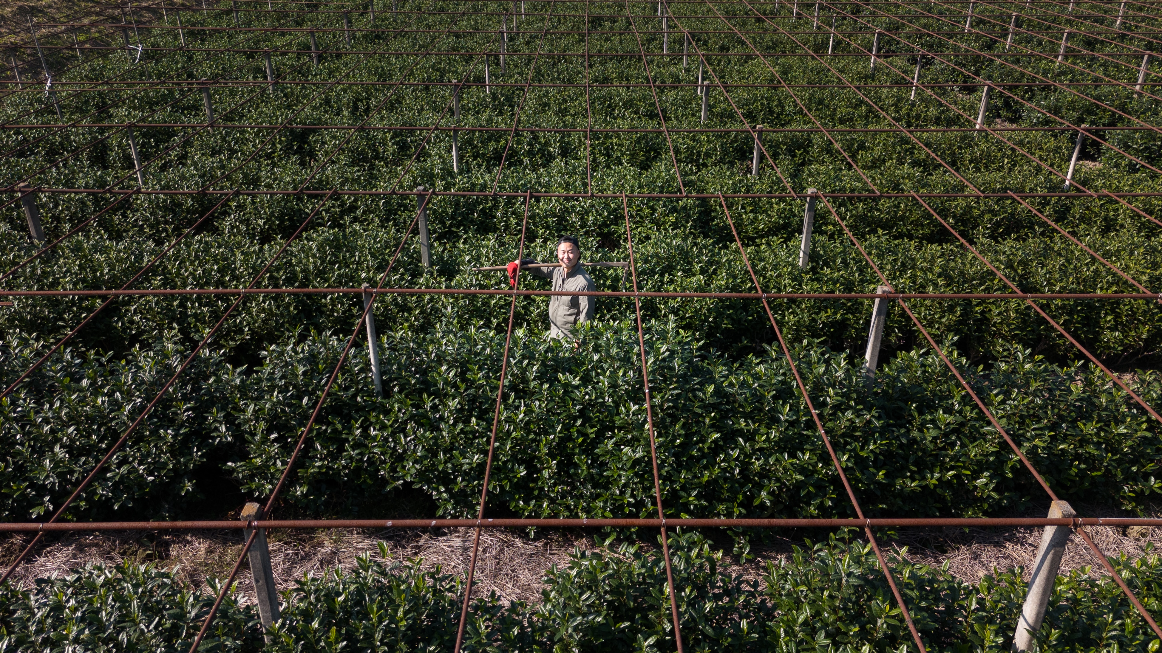 Uma vista aérea de uma fazenda matcha com um agricultor cuidando de sua colheita.