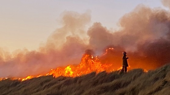 A firefighter stands on a grassy dune and watches a bushfire's flames.