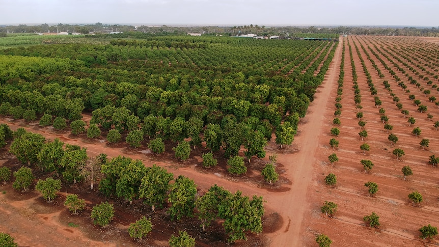 An aerial image of lines of green mango trees planted in red dirt 
