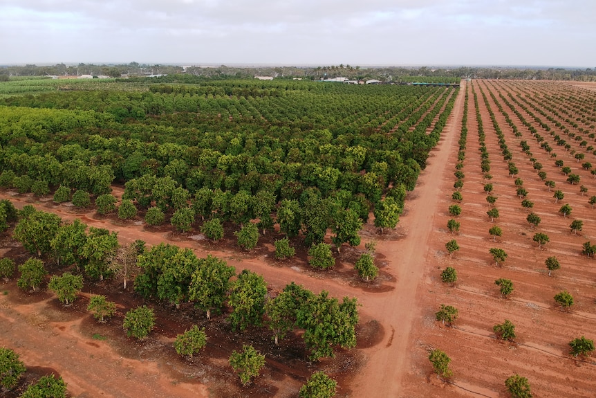 An aerial image of lines of green mango trees planted in red dirt 