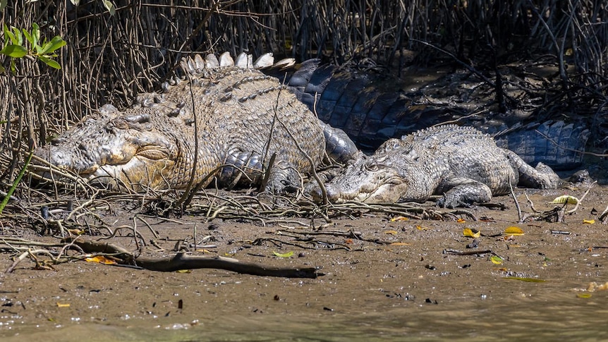 Two crocodiles side by side on the edge of river, large male on the left, smaller female on the right.,