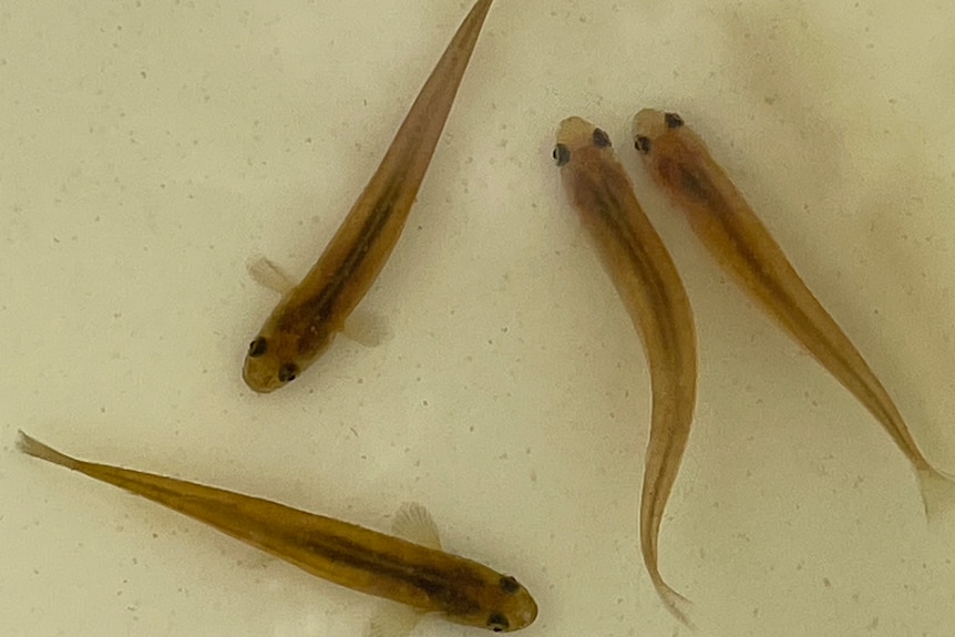 four tiny fish in the water - they have brown bodies and black eyes 