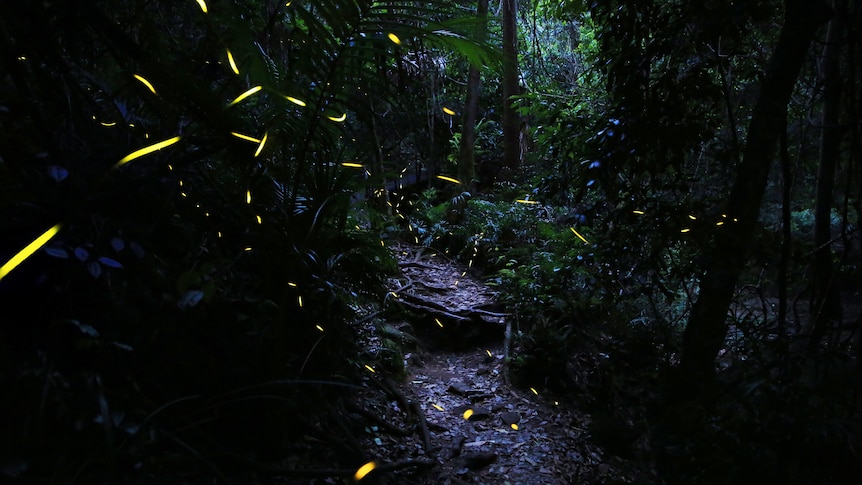 A bush track at dark with streaky yellow lights caused by fireflies.