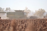 A harvester at work in a sorghum crop.