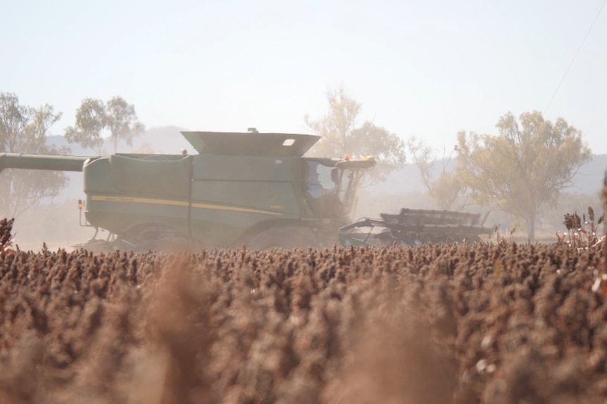 Looking across a sorghum crop at harvester