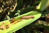 A close up of a caterpillar on a stalk of corn. It's clear the grub has done a lot of damage