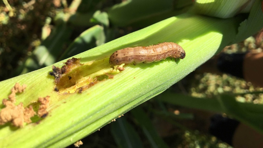 A close up of a caterpillar on a stalk of corn. It's clear the grub has done a lot of damage