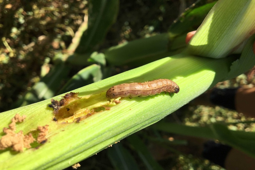 A close up of a caterpillar on a plant leaf