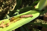 A close up of a caterpillar on a stalk of corn. It's clear the grub has done a lot of damage